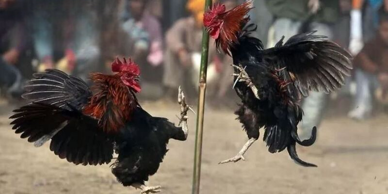 Đá Gà MAY88 – Cập Nhật Trận Đấu Gà Siêu Hot Hit